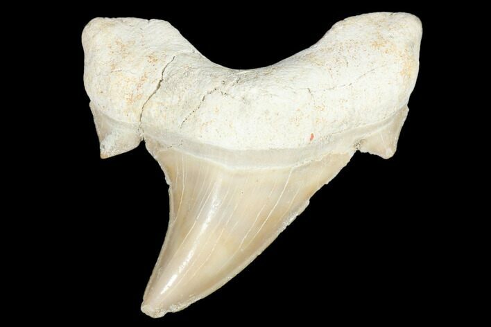 Fossil Shark Tooth (Otodus) - Morocco #103293